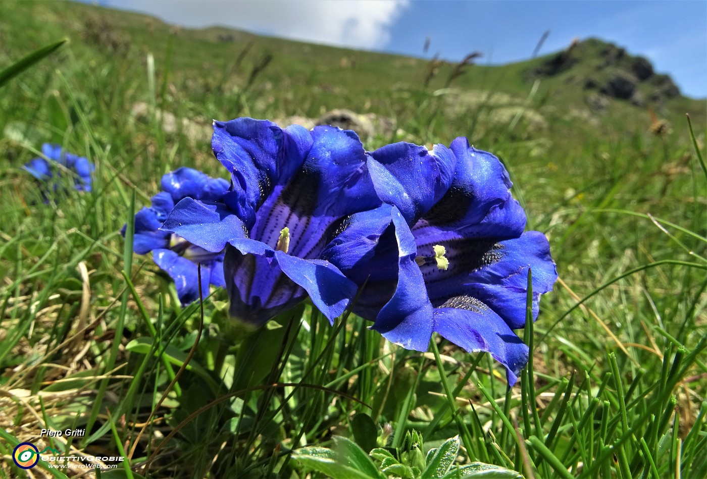 27  Genziana di Koch (Gentiana Kochiana) con Pulsatilla alpina sulfurea.JPG